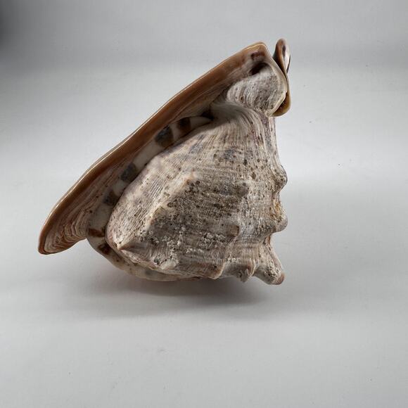 Vintage Striped Cassis Tuberosa - King Helmet Sea Snail Shell - Picture 5 of 10